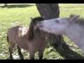 videos de Miniature Ponies