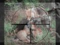 cadena de conciencia animal