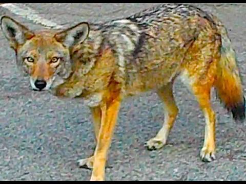 COYOTES ATTACK!! (11/18/09-259)