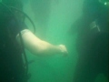Tennessee Video