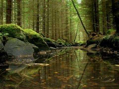 Dan Gibson - Heart of the Forest