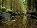 Dan Gibson - Heart of the Forest
