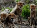 safari satao elerai amboseli
