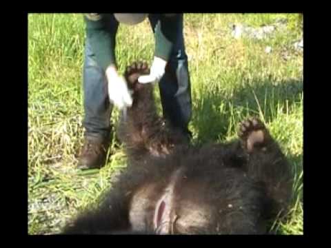 how to skin a bear for a rug