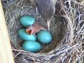 Baby Robin Hatching