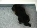 Ingodd's Agassi & Leri Michaela Puppies 16 days old