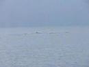 humpback whales in sainte marie, madagascar