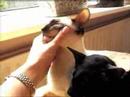 Cliquez pour voir la vid�o