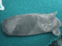 Warrior cats Tribute