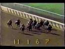 Forego - 1977 Met. Hdcp. (Handicap Horse Of Year 1974-1977)