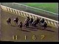 Forego - 1977 Met. Hdcp. (Handicap Horse Of Year 1974-1977)