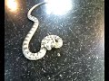 Corn snake feeding