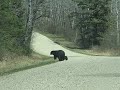 Black Bear Encounter at Riding Mountain