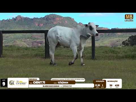 1� LEIL�O PRODU��O FAZENDA ORIENTE