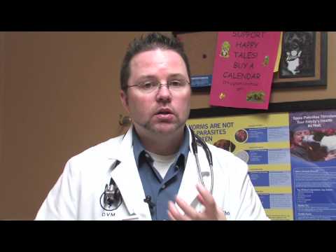 how to treat glaucoma in dogs