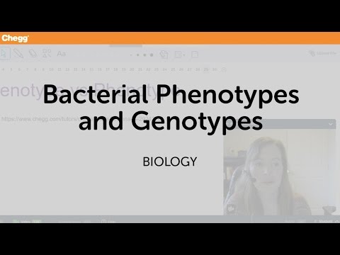 Definition of Bacterial Phenotypes And Genotypes | Chegg.com