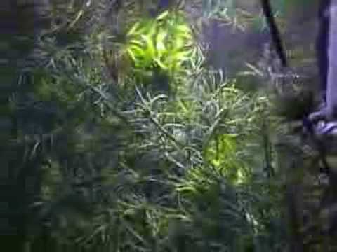 Tony Gourami Moves House