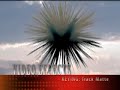 Video Effects: Adobe Premiere Elements 2.0 Compilation