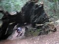 a walk through the forest
