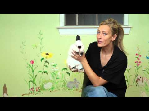how to care rabbit pet