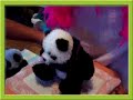 Webkinz miss USA pagaent Webkinz miss USA pagaent