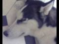 siberian husky sleeping