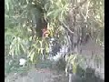 12 incher-behive (funny)