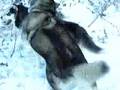 Alaskan Malamute video