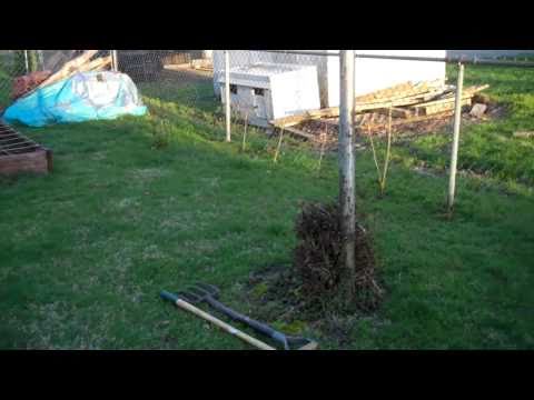 how to replant rose of sharon