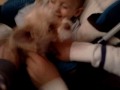David Hincapié Jr y perrito