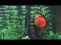 Symphosodon discus spawning