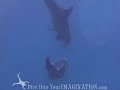 Mating Bottle Nosed Dolphins Mating Bottle Nosed Dolphins