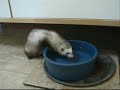 Ferrets Like to Party