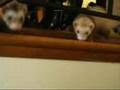 Ferrets Like to Party