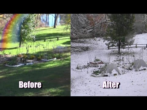 how to harvest galangal root