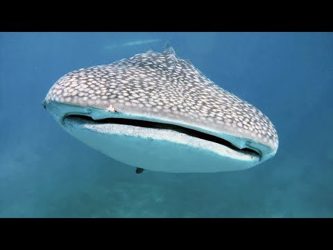Plongée exceptionnelle avec 5 Requins Baleine aux Philippines