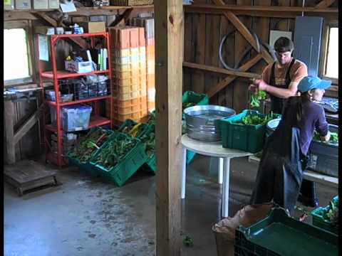 how to harvest greens