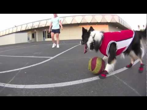 Talentoso perro jugando basketball