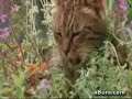 Cat on Catnip Catnip