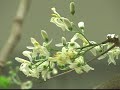 UMTV Nature\