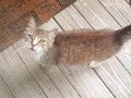 Leafpool- it\ Leafpool- it\