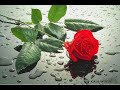 Roya Tunar Olsun