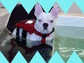 My French Bulldog Maggot!