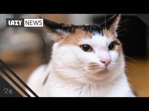 Cats actually do bond with humans, study finds