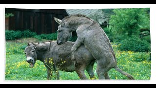 Donkey Love  Unveiling the Mating Season - donkey reproduction