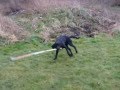 Alfie_the_Amazing_Performing_Dog alfie black video 2.mp4