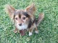 Pnut Waves To The Camera.AVI