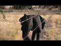 Mechanical Cow Version 10.0