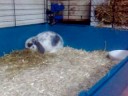 Jean-Pierre mon lapin.