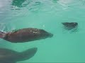 Ilha de Itamaracá - Parte 2: Projeto Peixe-boi e Igarassu Ilha de Itamaracá - Parte 2: Projeto Peixe-boi e Igarassu